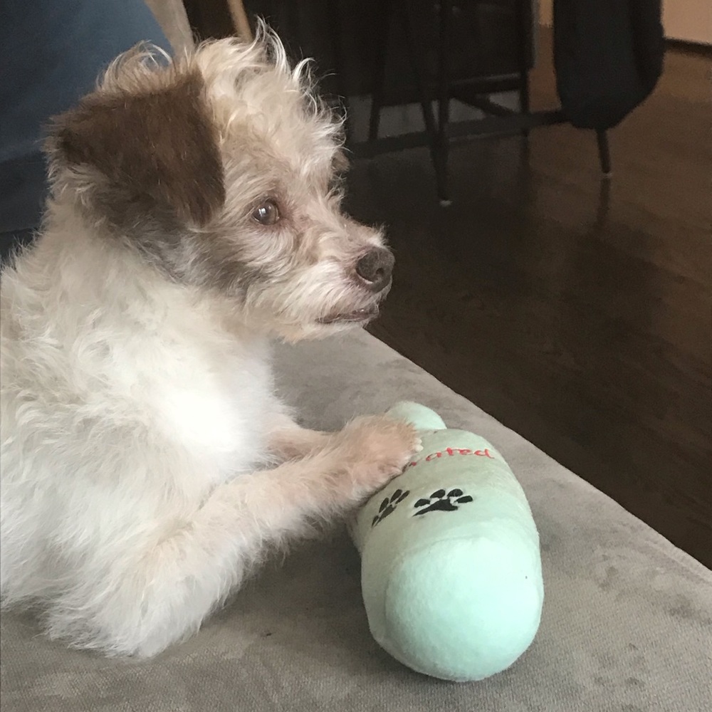 Meet your Posher, Kirby!